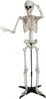 Halloween Dekoration, Klassisk Skelet, 150cm